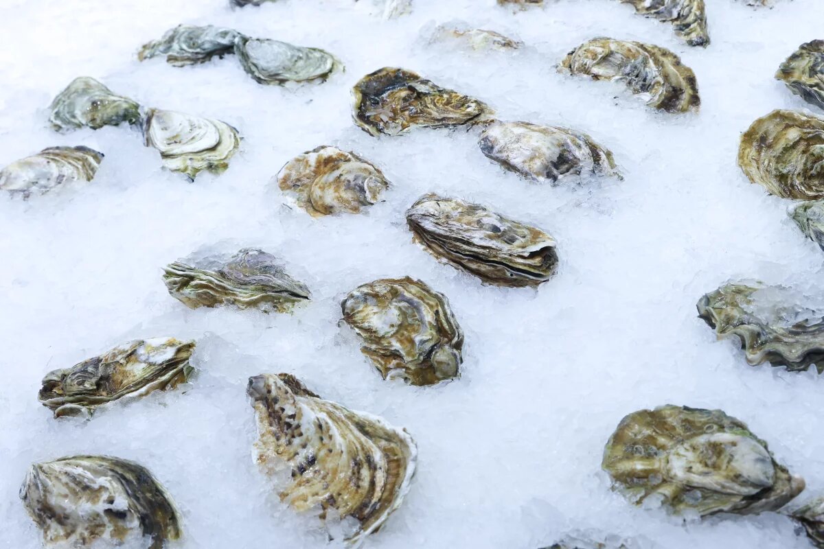    Малышева предупредила о рисках устриц в ресторанах из-за норовируса