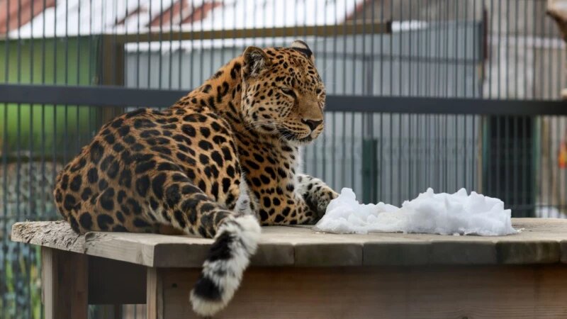     Леопард в Барнаульском зоопарке Телеграм-канал Барнаульского зоопарка
