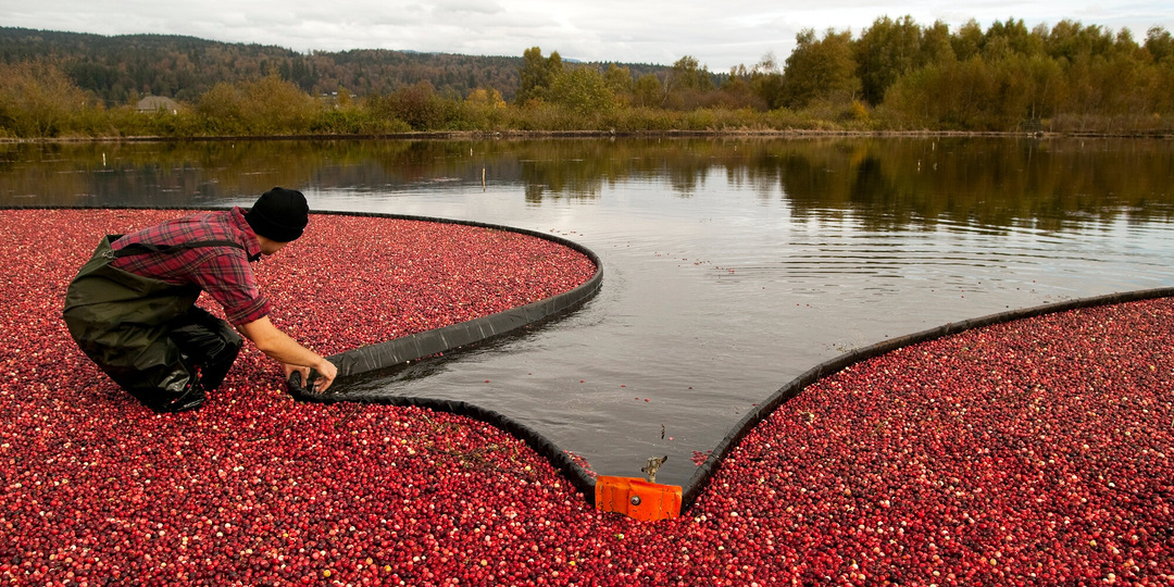 Время собирать клюкву: где её выращивают в России и как взять экскурсию по болотам?
