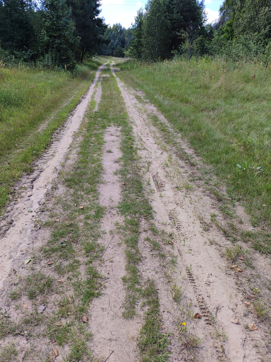 Заростающая дорога.