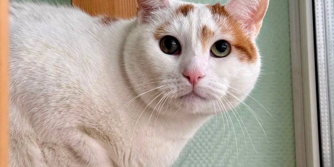 Гоша: 365 дней полного одиночества на балконе😭 Когда же найдется дом для него?🙏