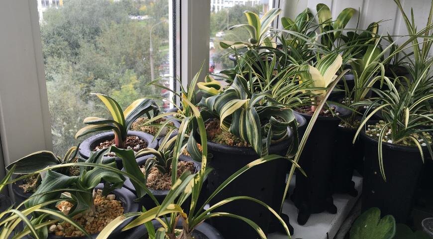 Растения, которые требуют зимнего покоя: как и при какой температуре устроить отдых вашим зелёным любимцам