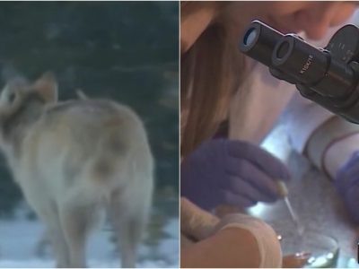    Фото: ГТРК Карелия