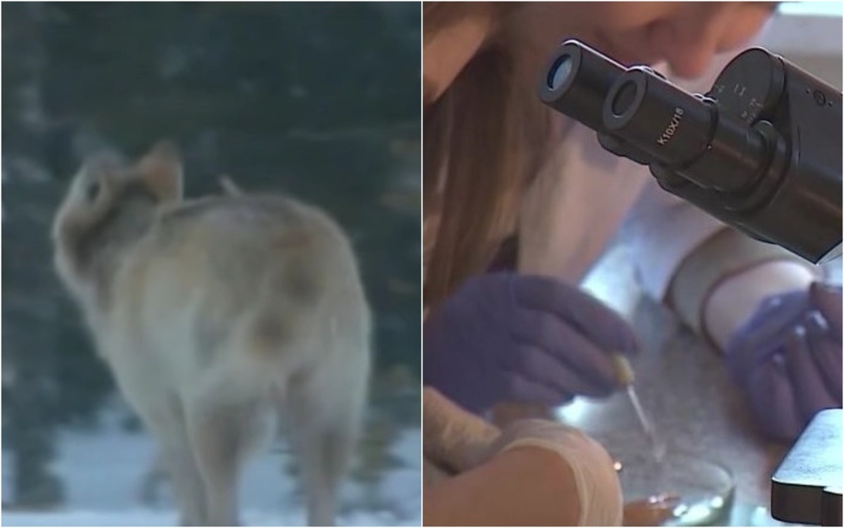    Фото: ГТРК Карелия