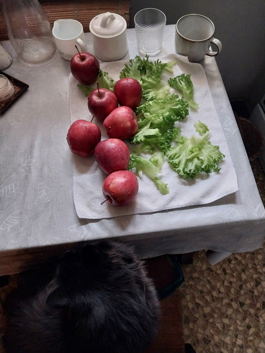 натюрморт:  Бегемот, салат и яблоки