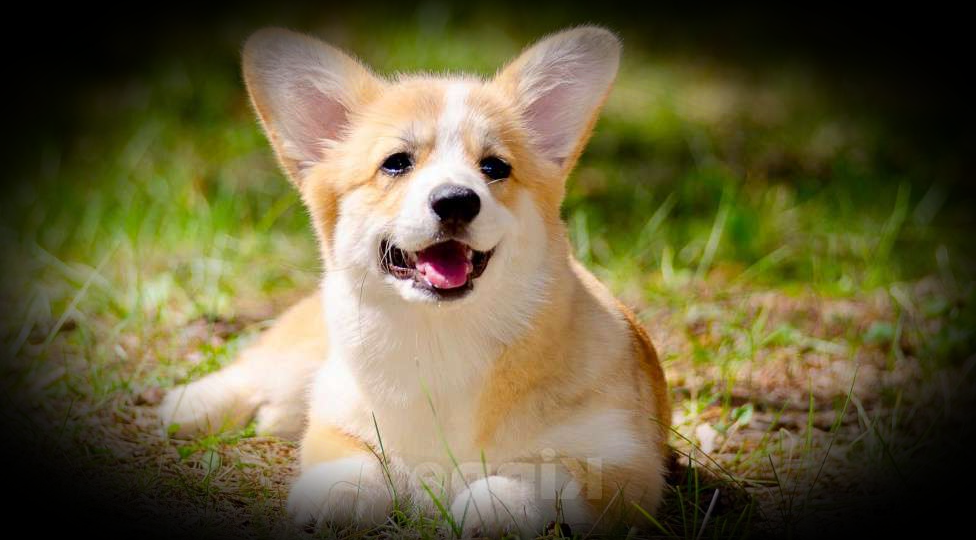 7 вещей, которые нельзя делать с щенком до 6 месяцев. Ошибки, которые калечат собаку на всю жизнь