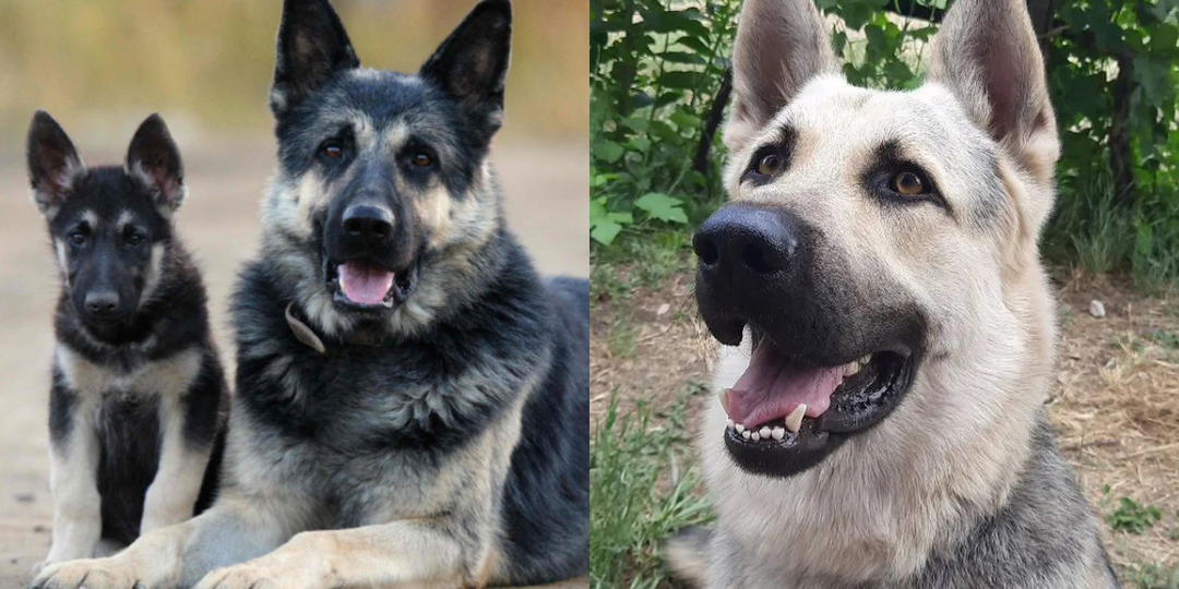 15 удивительных фактов о восточноевропейской овчарке (ВЕО), которые редко упоминаются даже в экспертных статьях