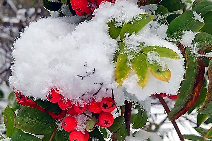    Фото из архива "Континента Сибирь"