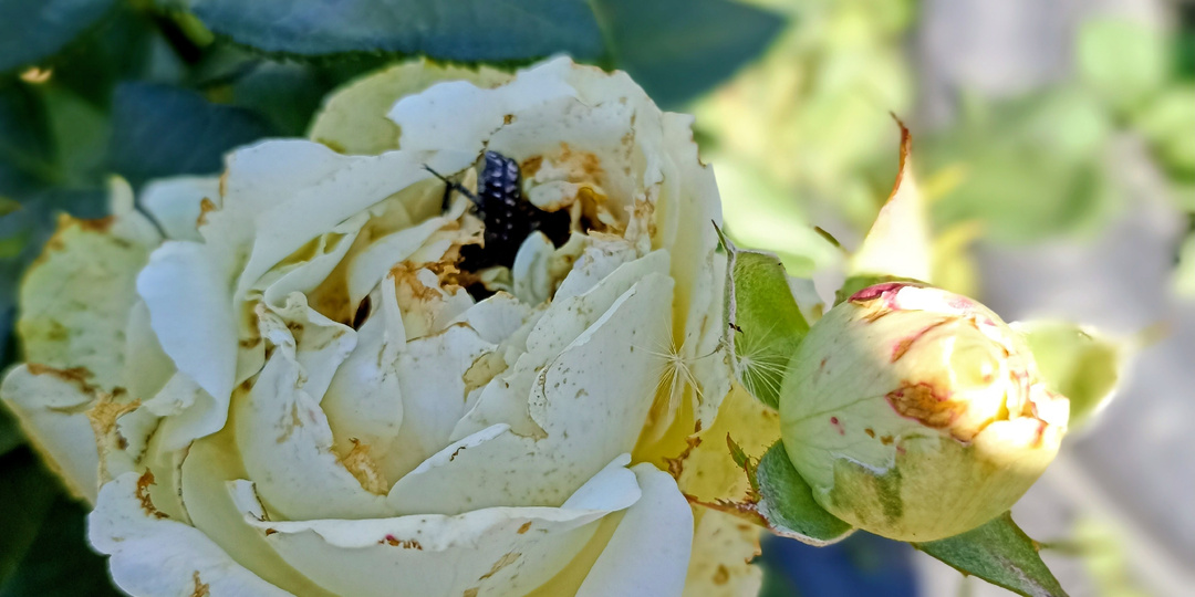Привкус зависти