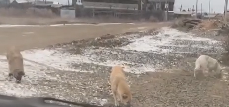     Депутаты Заксобрания рассмотрят законопроект об обращении с бездомными животными