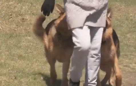     В Красноярском крае ужесточаются требования к содержанию домашних животных