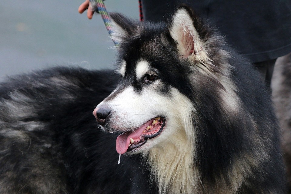    Собака породы аляскинский маламут. Фото: Padodo/Shutterstock/Fotodom
