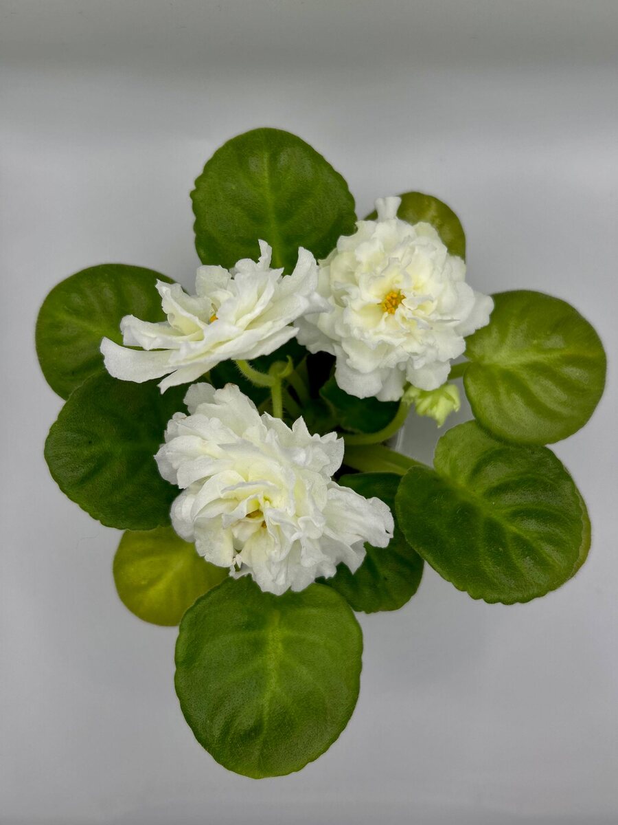 МК-Белый Янтарь