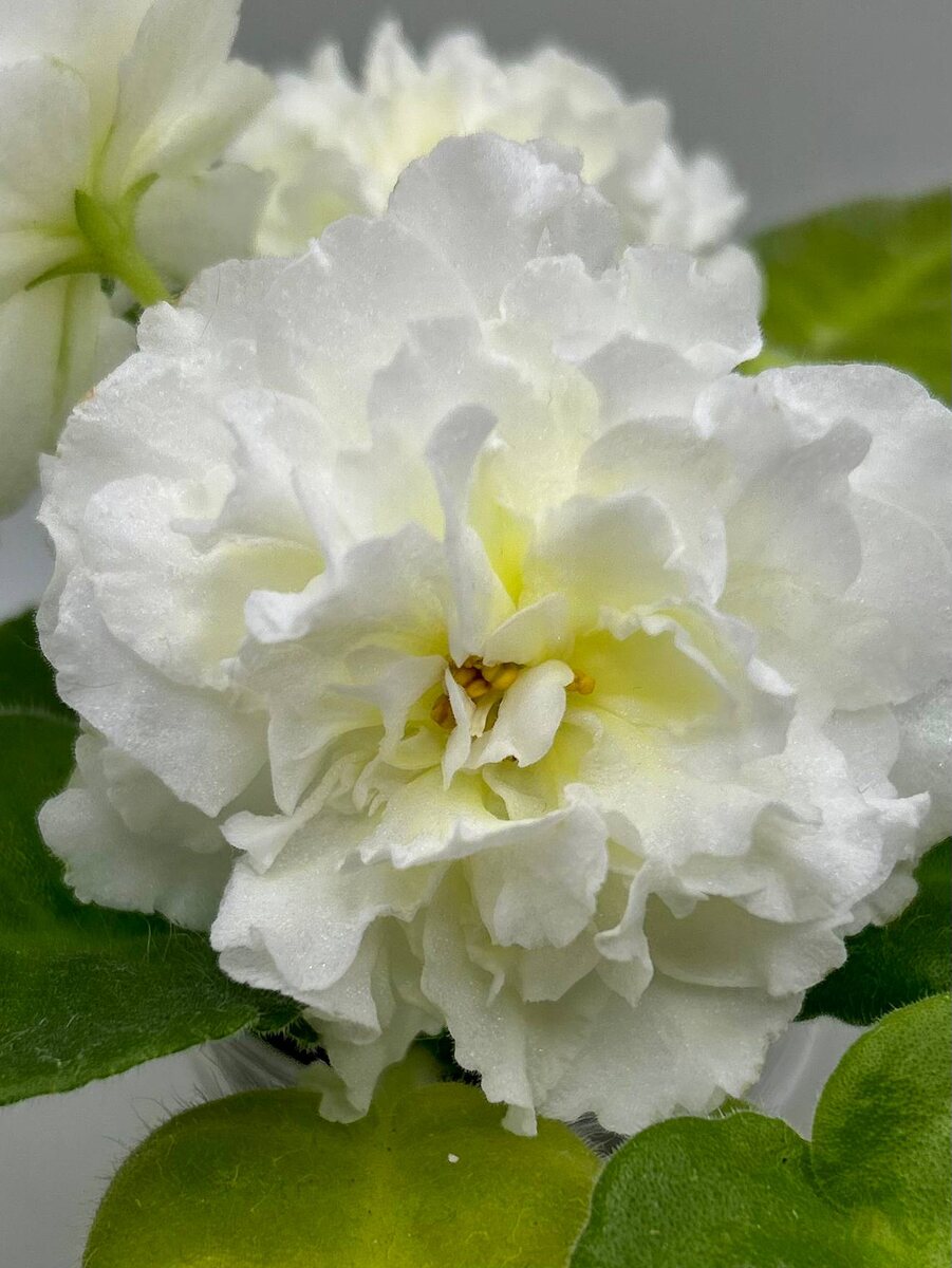 МК Белый Янтарь крупным планом