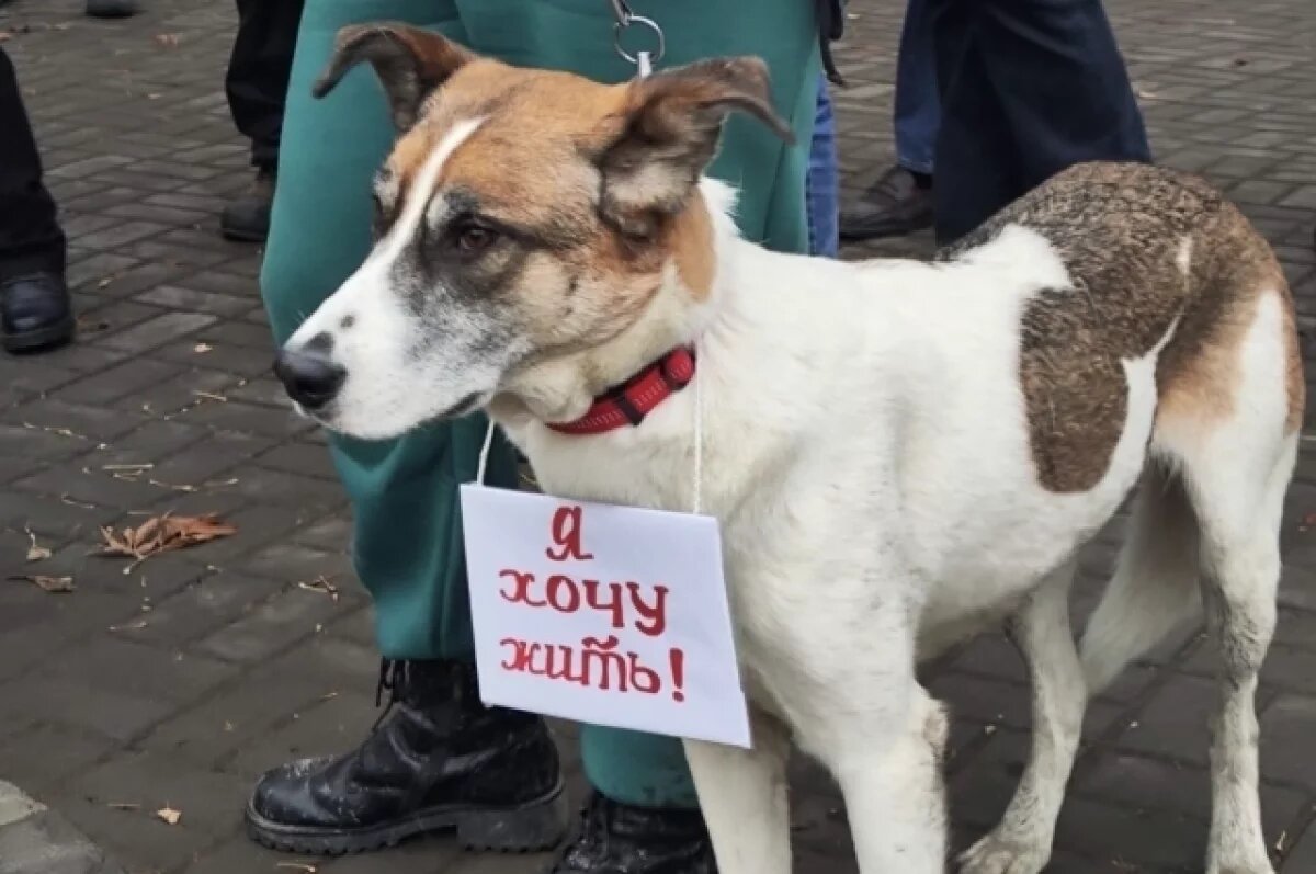    8000 новосибирцев выразили протест против закона об эвтаназии животных