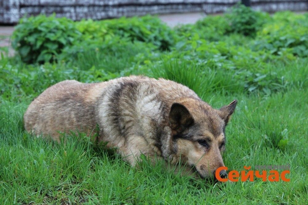    Фото: ИА "Нижний сейчас" Редакция nn-now