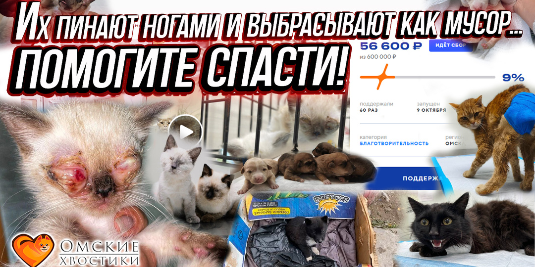 Их пинают ногами и выбрасывают как мусор... А мы пытаемся их спасти!