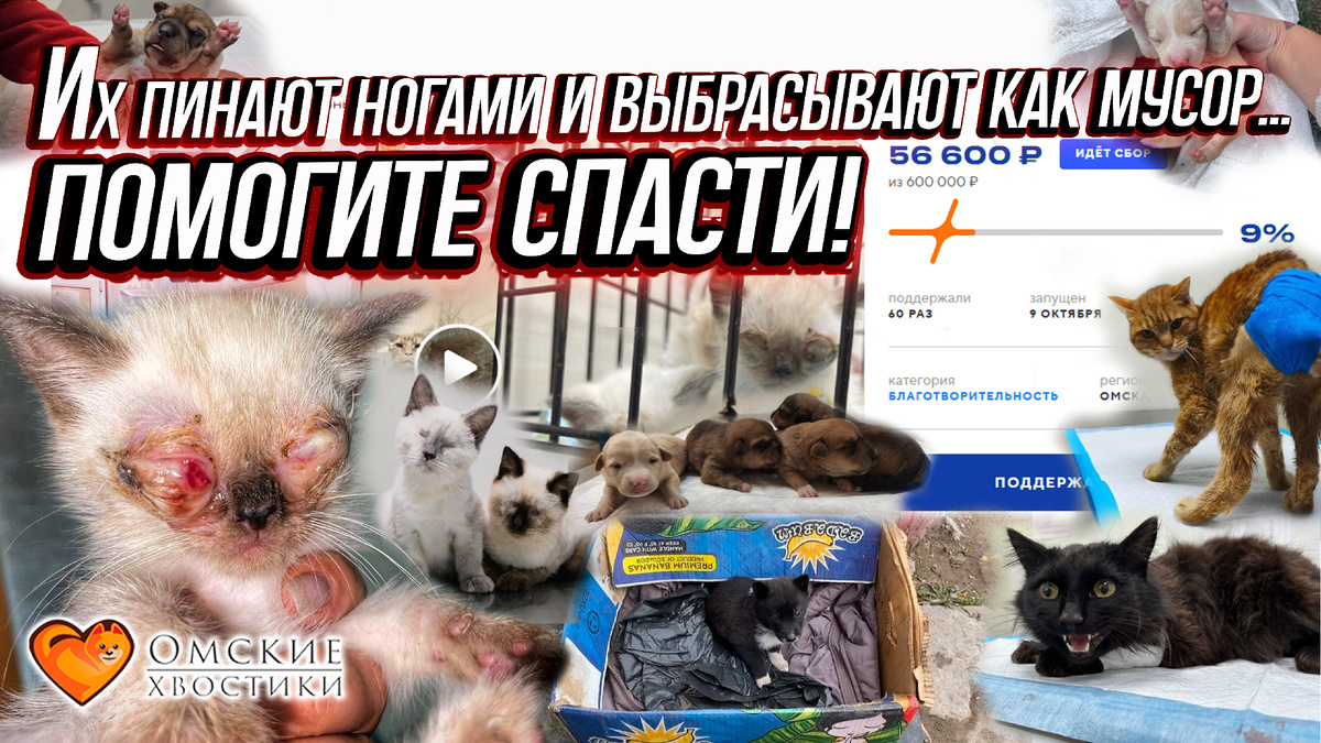 Мы умоляем вас о помощи!