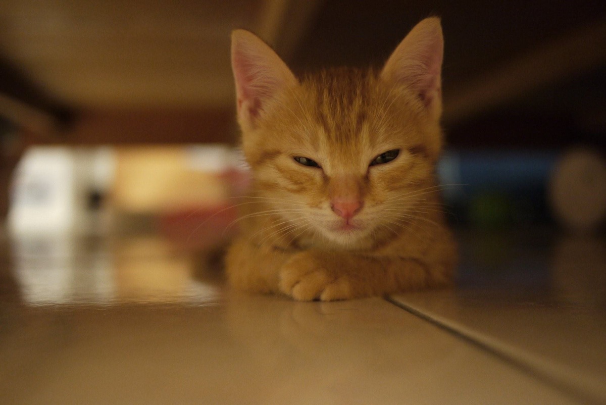 источник фото: https://memi.klev.club/uploads/posts/2024-04/memi-klev-club-21cb-p-memi-rizhii-kot-shchuritsya-24.jpg