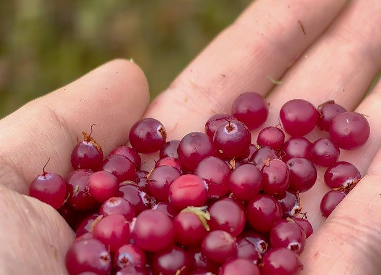 Почки ЕЛЕ СПРАВЛЯЛИСЬ, пока не узнала про эти 5 продуктов. Теперь всё в норме!