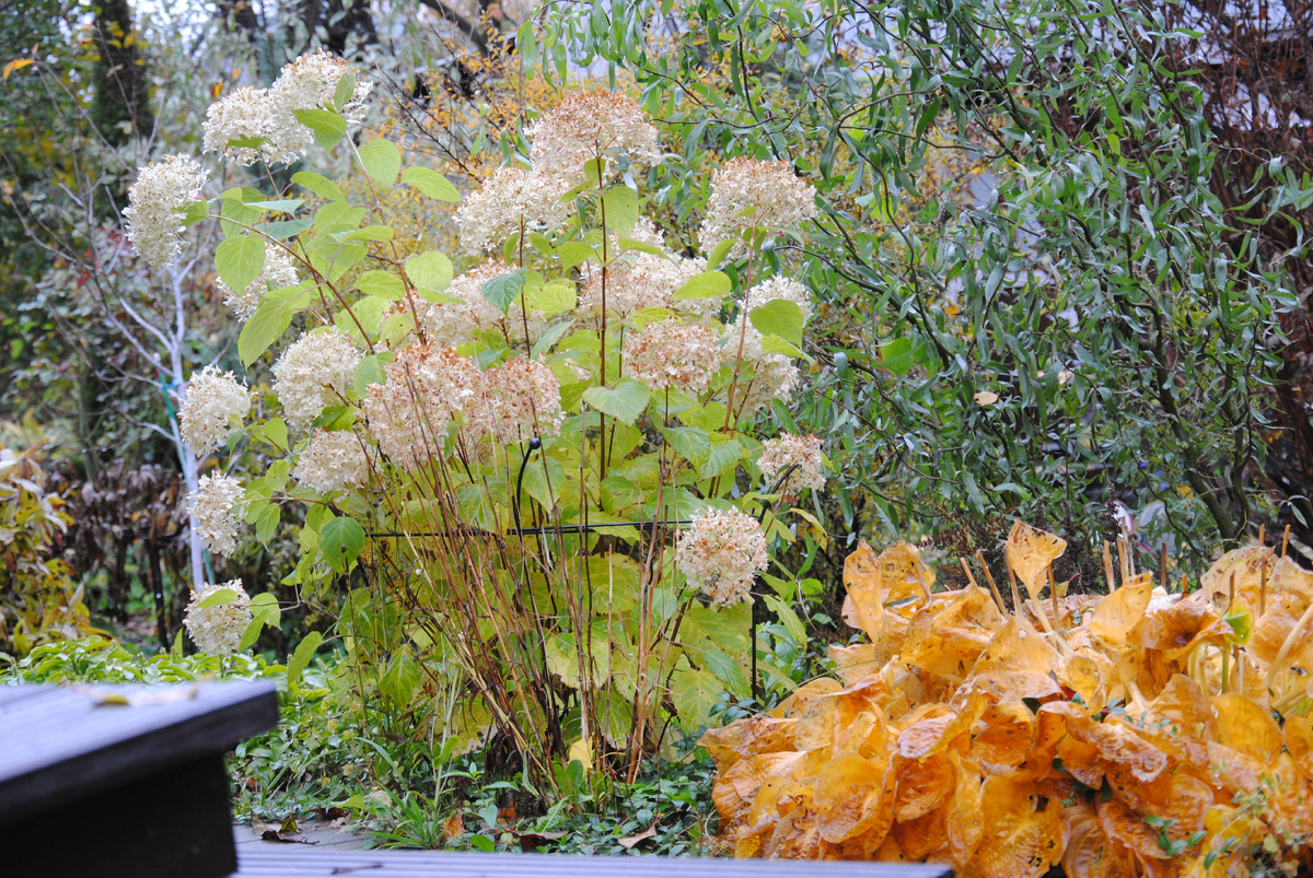 Мой сад в октябре