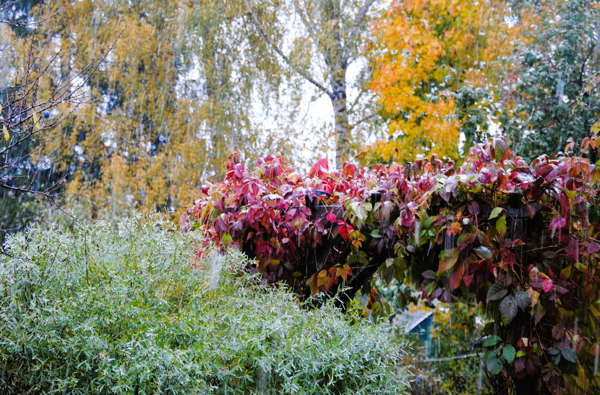 Мой сад в октябре