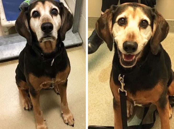 20+ людей, которые подобрали пушистое чудо и теперь не мыслят жизни без него