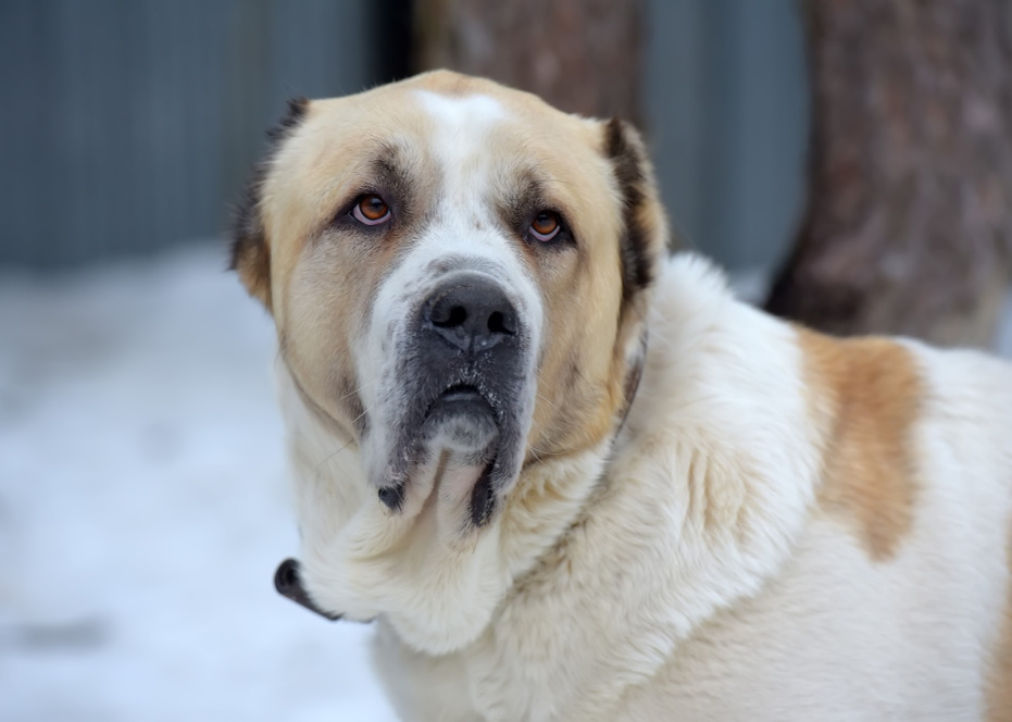    Shutterstock/FOTODOM