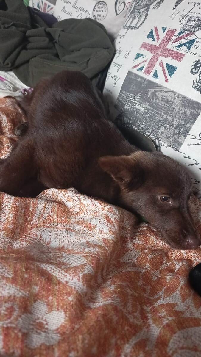 Фото из чата Ватсап. Кто-то бросил эту красотку на призвал судьбы. Прибилась к людям, люди себе взять не смогли, выставили в чат, пристроить в добрые руки. Добрые руки нашлись. Подруга моя себе забрала. 