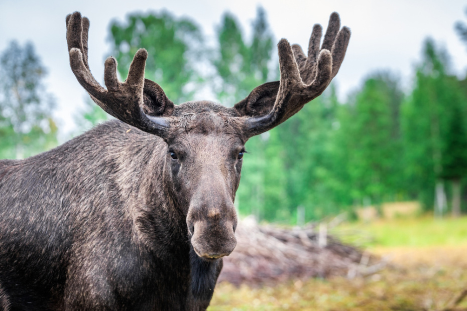    Shutterstock/FOTODOM