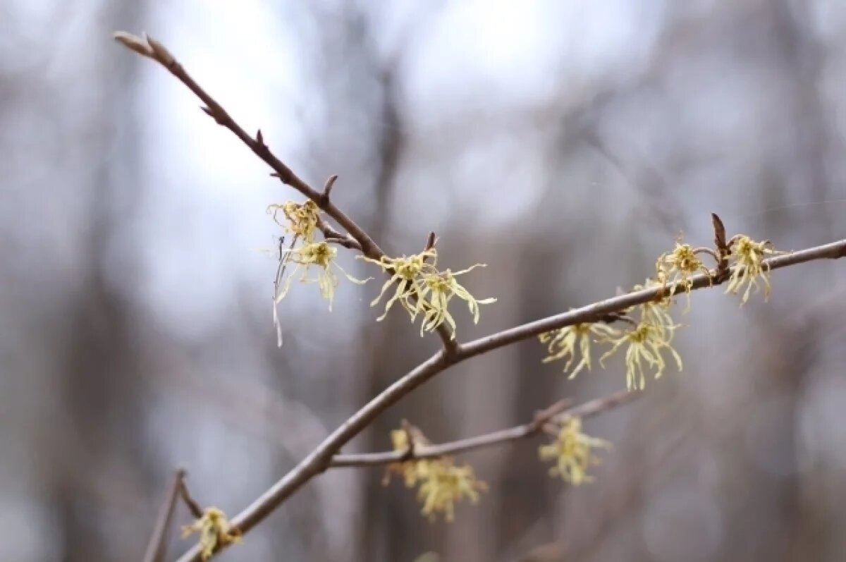    В Твери зацвёл редкий «Ведьмин орех», который используют в медицине
