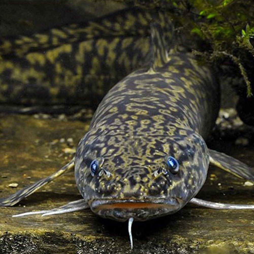 Фото из интернета 