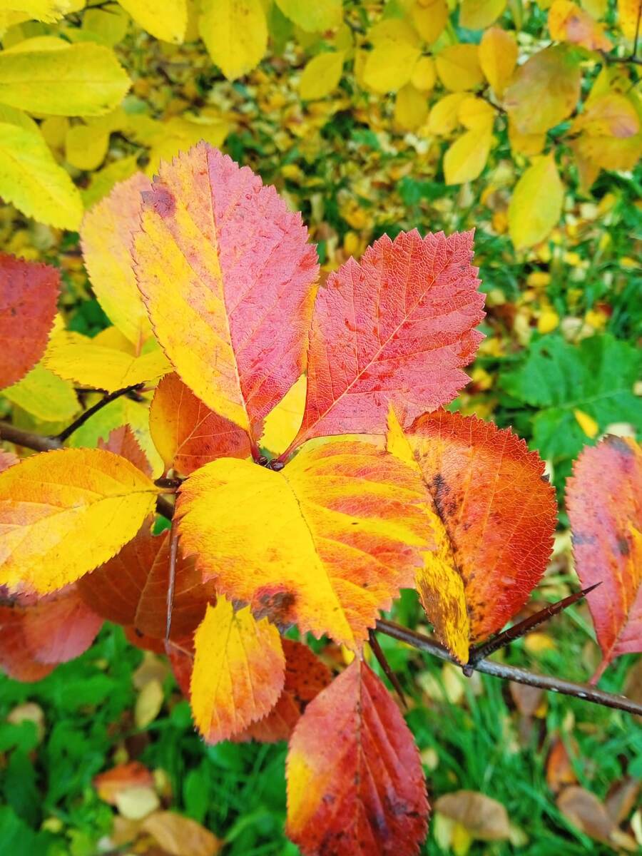 Фотографии не новые. Сейчас красных листье уже нет. 