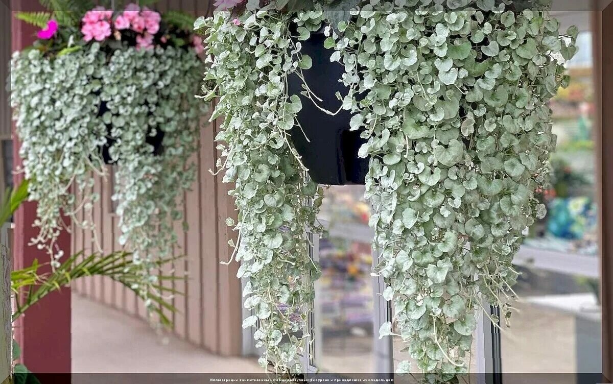 дихондра серебро