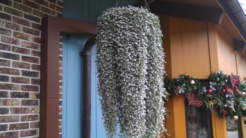 дихондра серебристая