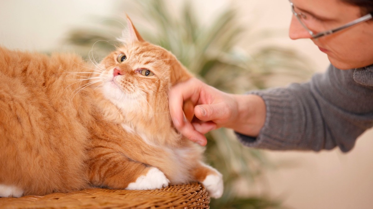    Владельцу важно уважать личное пространство и распорядок дня своей кошки