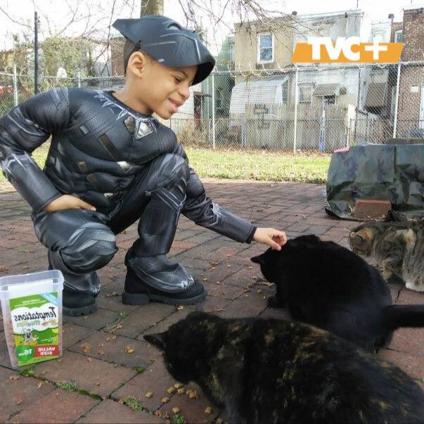 Шон Гриффин кормит кошек.