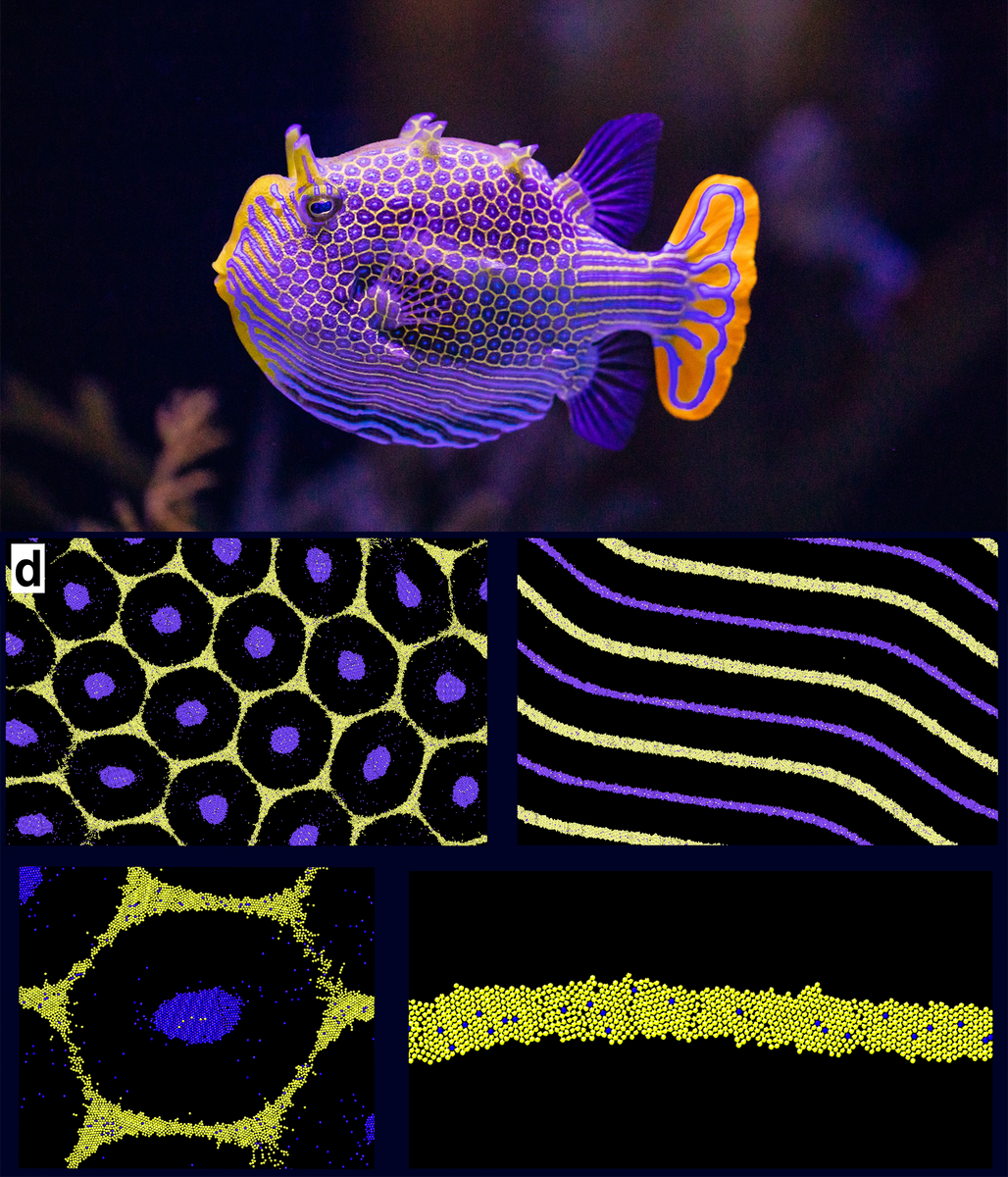 Вверху: самец богато украшенной самшитовой рыбы. Внизу: имитация шестиугольных узоров и полос, полученных диффузиофоретическим соединением двух типов клеток поверх химических узоров. Изображение: Аквариум Берча/ Институт океанографии Скриппса; Сиамак Мирфендерески и Анкур Гупта / CU Boulder