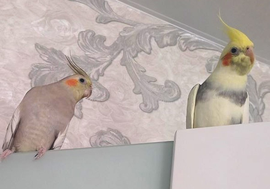     Фото: ветклиника ЗооСпец / t.me/zoospec_vet