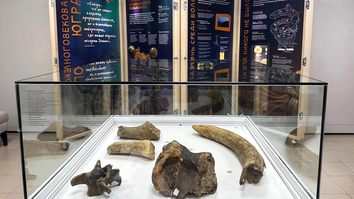    В Лангепасе открылась передвижная выставка «Многовековая Югра. Начало»