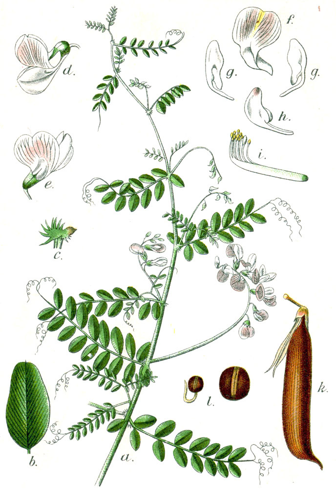 Ботаническая иллюстрация Якоба Штурма из книги Deutschlands Flora in Abbildungen, 1796