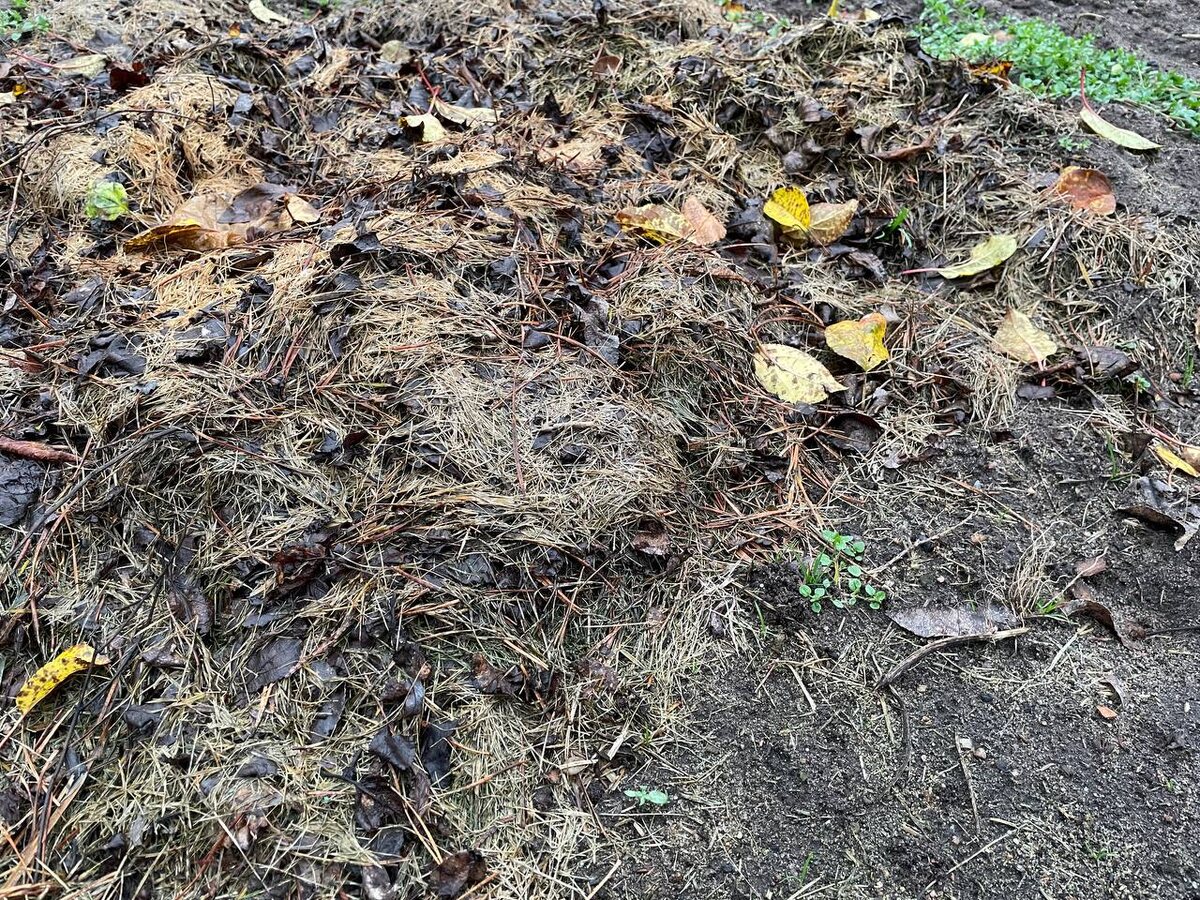 Грядки зимуют под скошенной травой. Фото автора