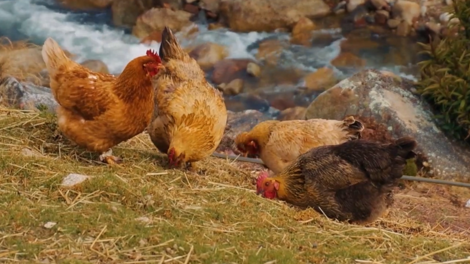 ФОТО: Кадр из программы "Легенды и мифы", РЕН ТВ