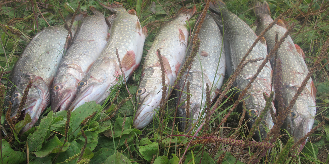 Как найти к щукам подход