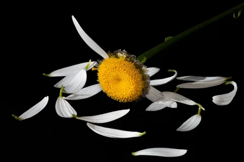 изображение из открытых источников