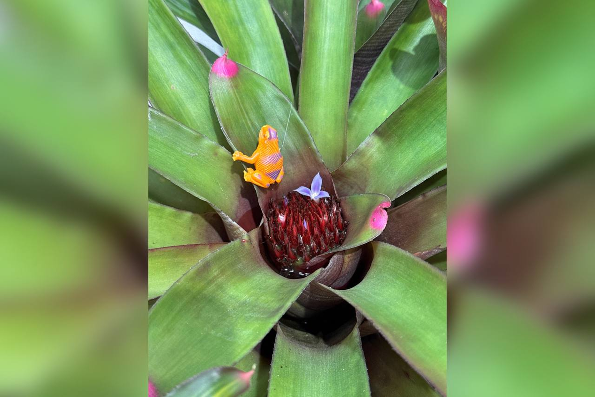 Фото: https://t.me/botsad_spb_official
