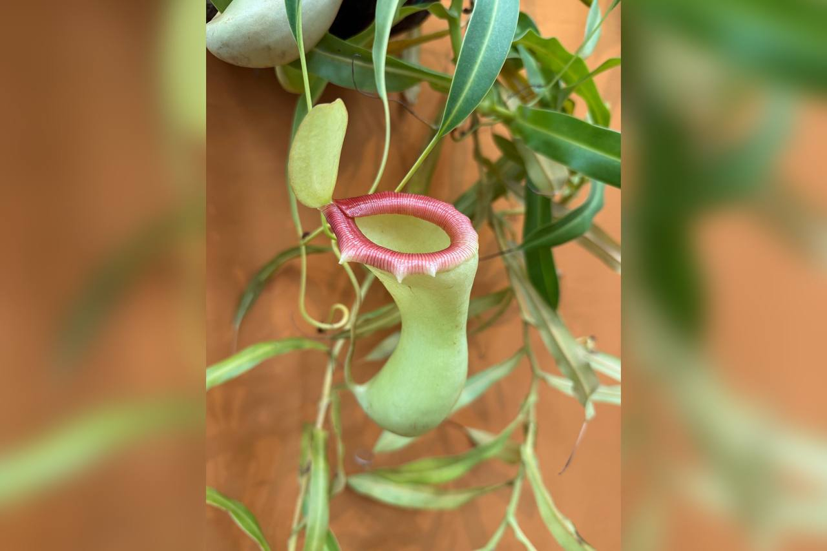 Фото: https://t.me/botsad_spb_official
