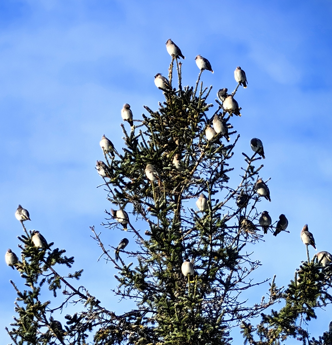 Как новогодние игрушки