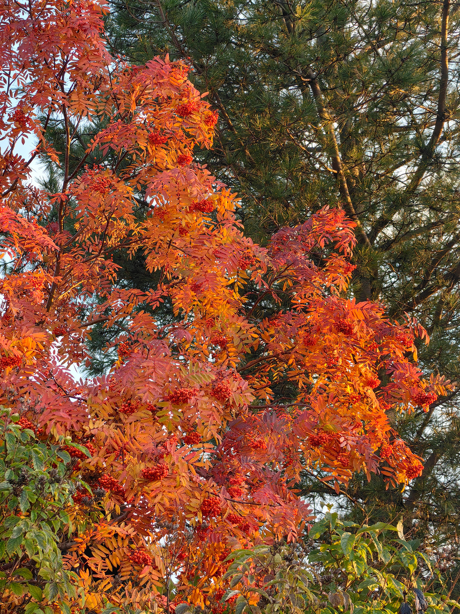 Рябина соседей