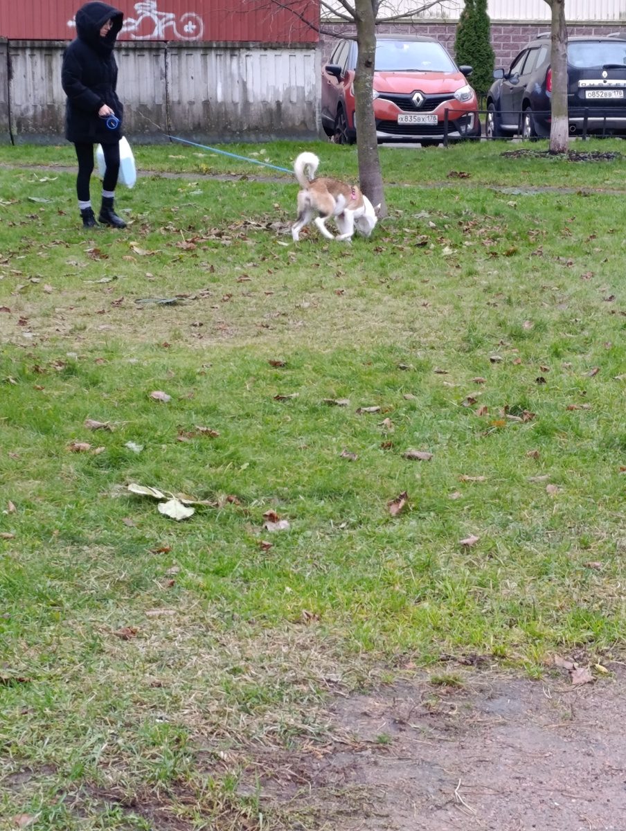 Сегодня мне попалась только эта собака..